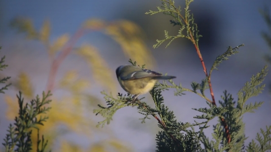 Free Stock Footage No Copyright, Warbler, Bird, Wildlife, Feather, Beak