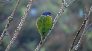 Free Stock Footage No Watermark, Bee Eater, Bird, Parrot, Wildlife, Beak