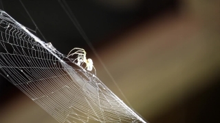 Free Stock Footage, Spider Web, Web, Cobweb, Trap, Spider