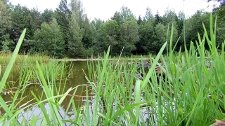 Free Stock Footage To Practice Editing, Rice, Grain, Starches, Grass, Landscape