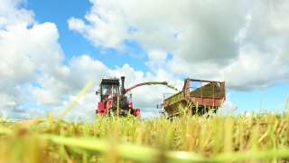 Free Stock Footage Video, Harvester, Wheat, Farm Machine, Field, Machine