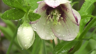 Free Stock Images And Videos, Hellebore, Bulbous Plant, Plant, Vascular Plant, Poisonous Plant