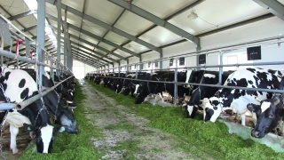 Free Stock Movie Clips, Dairy, Farm, Rural, Animal, Cow