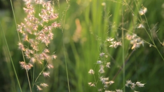 Free Stock Movie Footage, Herb, Vascular Plant, Plant, Field, Grass