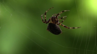 Free Stock Movies, Garden Spider, Spider, Arachnid, Arthropod, Invertebrate