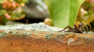 Free Stock Shot Video, Insect, Arthropod, Ant, Invertebrate, Close