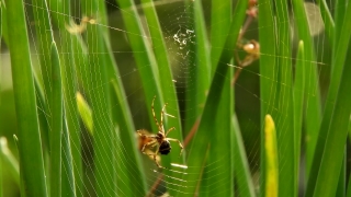 Free Stock Video Art, Spider Web, Spider, Web, Garden Spider, Trap