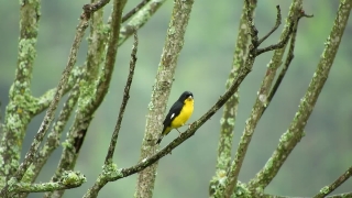 Free Stock Video, Bird, Goldfinch, Finch, Toucan, Wildlife