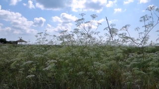 Free Stock Video Clouds, Tree, Woody Plant, Sky, Plant, Landscape