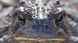 Free Stock Video Download, Crocodile, Reptile, Wildlife, Eye, Wild