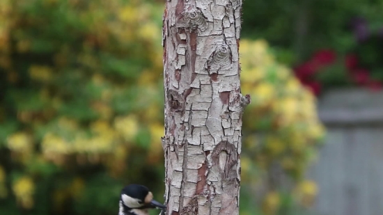 Free Stock Video Download, Tree, Bird, Woodpecker, Birch, Woody Plant