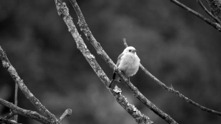 Free Stock Video Footage, Bird, Dove, Junco, Finch, Wildlife