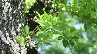 Free Stock Video Footage Download, Tree, Woody Plant, Plant, Vascular Plant, Leaf