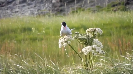 Free Stock Video Footage, Nightingale, Bird, Thrush, Wildlife, Wild