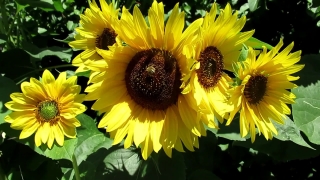 Free Stock Video Footage No Copyright, Sunflower, Flower, Yellow, Field, Agriculture