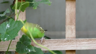 Free Stock Video Footage Subscription, Bird, Woodpecker, Plant, Vertebrate, Leaf