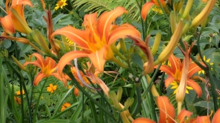 Free Stock Video High Quality, Day Lily, Plant, Carrot, Vegetable, Vascular Plant