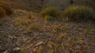 Free Stock Video Intro, Steppe, Plain, Land, Landscape, Tree