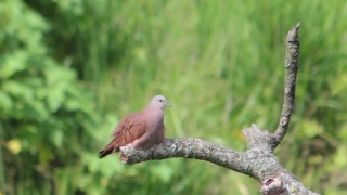 Free Stock Video Library, Dove, Bird, Wildlife, Feather, Animal