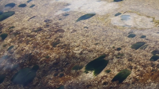 Free Stock Video Loops, Sand, Horseshoe Crab, Sea, Ocean, Water