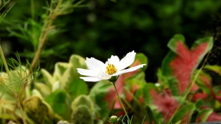 Free Stock Video No Copyright, Herb, Plant, Vascular Plant, Flower, Daisy