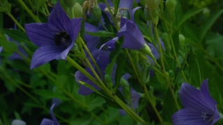 Free Stock Video No Copyright, Herb, Vascular Plant, Plant, Flower, Periwinkle