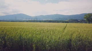 Free Stock Videos For After Effects, Field, Wheat, Landscape, Rural, Grass