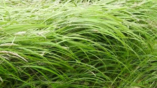 Free Stock Videos For Websites, Plant, Aquatic Plant, Vascular Plant, Field, Grass