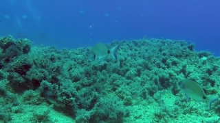 Free Stock Videos To Use In Creating A Video, Coral Reef, Reef, Underwater, Ridge, Coral