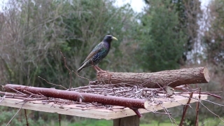 Free Stock Videos With Sound, Bird, Starling, Wildlife, Beak, Feather