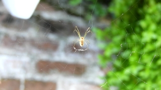 Free Stocksy Footage, Spider Web, Spider, Web, Cobweb, Arachnid