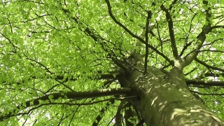 Free Storm Stock Footage, Tree, Woody Plant, Vascular Plant, Forest, Plant