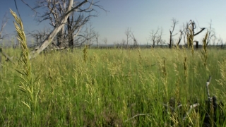 Free Storm Video Footage, Wheat, Field, Grass, Rural, Agriculture