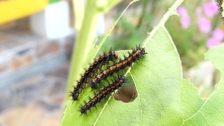 Free Storyblocks Stock Footage, Larva, Animal, Organism, Insect, Plant