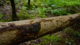 Free Subway Stock Footage, Tree, Woody Plant, Wood, Bird, Forest