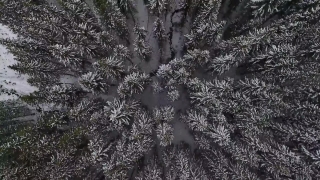 Free Super 8 Stock Footage, Tree, Woody Plant, Forest, Snow, Fir