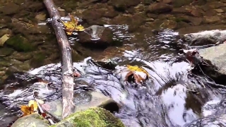 Free Taj Mahal No Copyright Video, River, Forest, Water, Stream, Waterfall