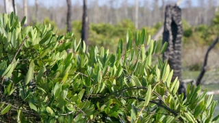 Free Tech Stock Footage, Plant, Field, Vascular Plant, Farm, Woody Plant