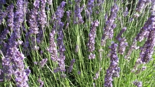 Free Technology Stock Footage, Lavender, Shrub, Woody Plant, Vascular Plant, Plant