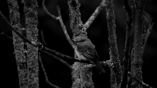 Free To Use Stock Footage, Tree, Branch, Bird, Knot, Wildlife