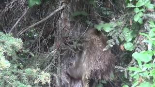 Free To Use Video Content, Porcupine, Rodent, Mammal, Tree, Waterfall