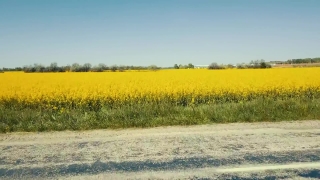 Free To Use Video Footage, Rapeseed, Oilseed, Seed, Field, Agriculture