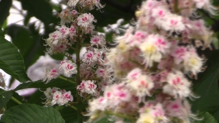 Free Top 10 Stock Footage Sites, Spirea, Pink, Plant, Flower, Vascular Plant