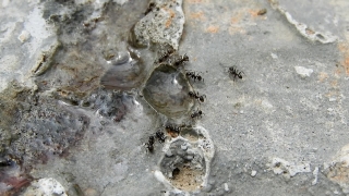 Free Trending Stock Footage, Invertebrate, Arthropod, Horseshoe Crab, Animal, Sand