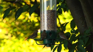 Free Twerking Stock Footage, Bird Feeder, Device, Bird, Tree, Yellow