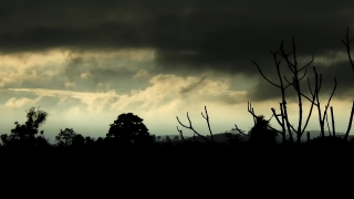 Free Underwater Stock Footage, Snag, Tree, Woody Plant, Sky, Vascular Plant