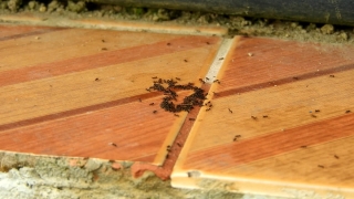 Free User Generated Stock Footage, Carpenter, Wood, Texture, Brown, Pattern