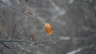 Free Vertical Video Stock Footage, Tree, Plant, Branch, Autumn, Season