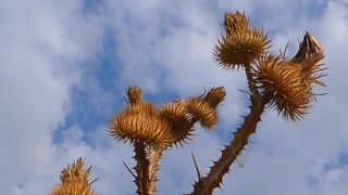 Free Videezy Green Screen, Yucca, Shrub, Woody Plant, Plant, Vascular Plant