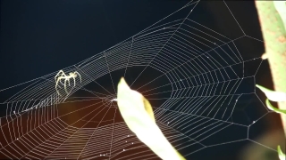 Free Video Alternative, Cobweb, Spider Web, Web, Trap, Spider